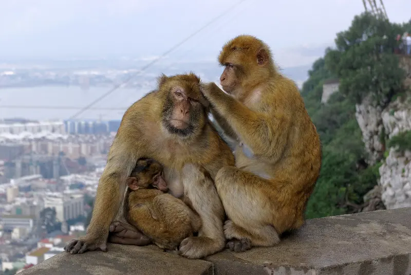 Gibraltar