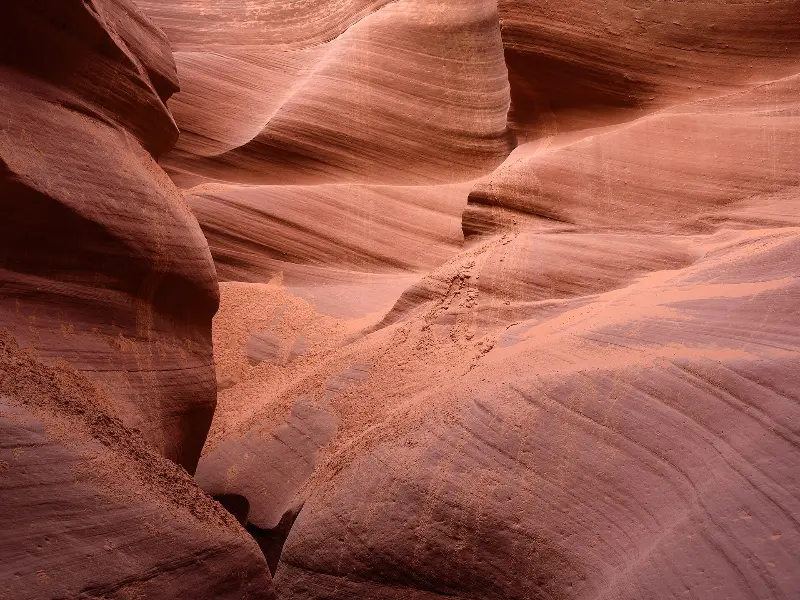 Antelope