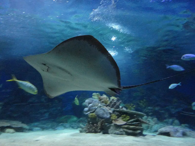 Estambul Sea Life Aquarium