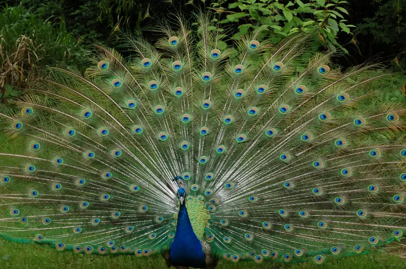 Blauer Pfau
