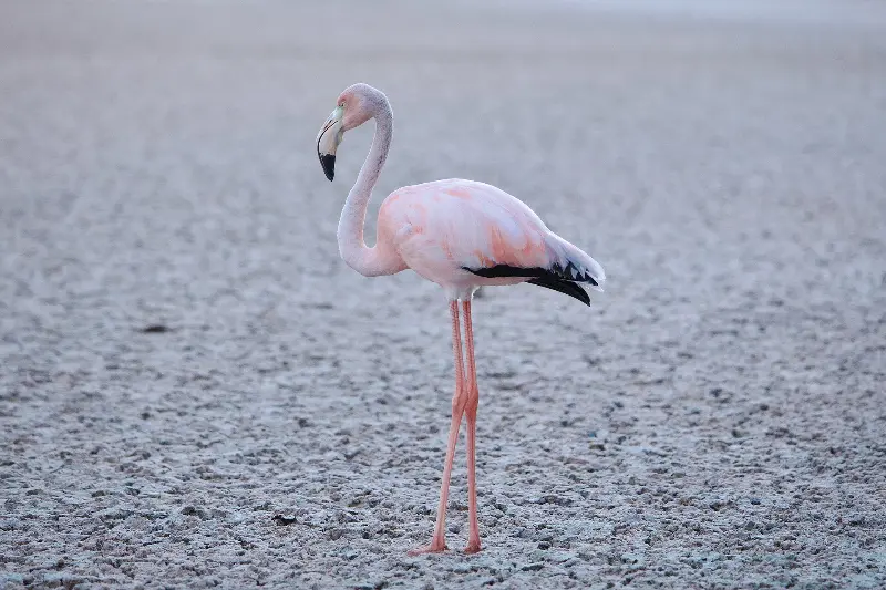 American flamingo