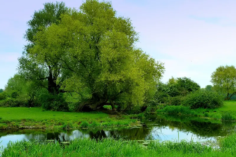 Ballard Water Meadow