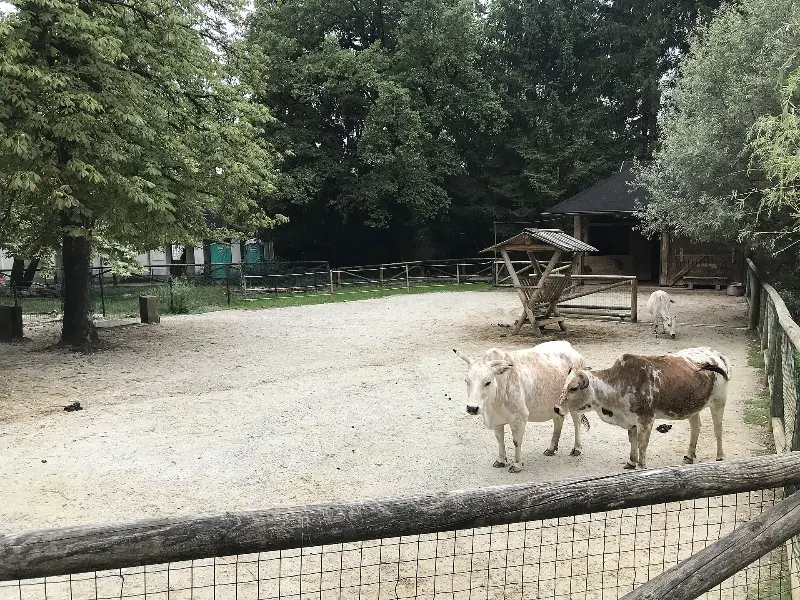 Auerochsen