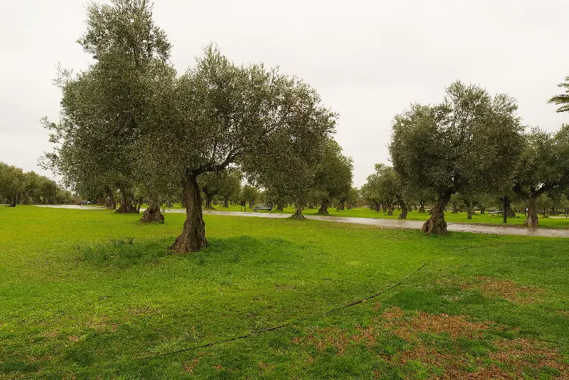 Queen Sofia Park