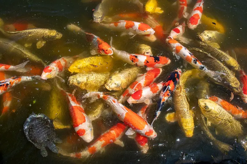 Koi Carp