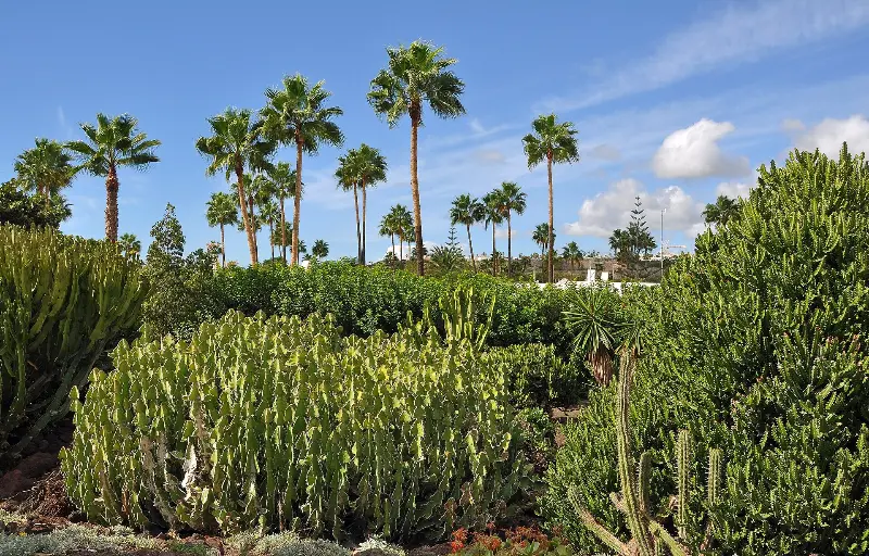 Cacti