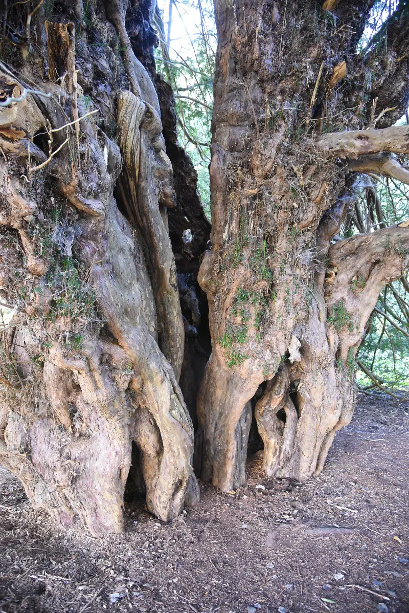 Ankerwycke Yew