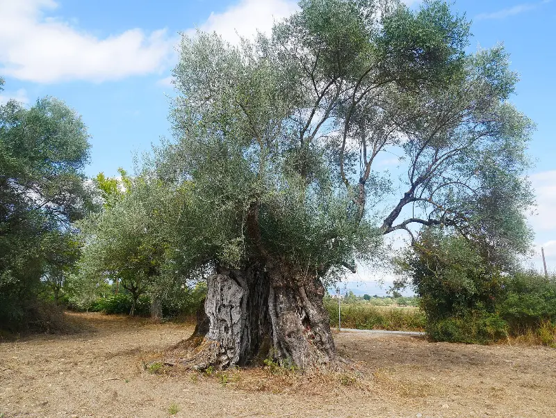 Old Olive Tree