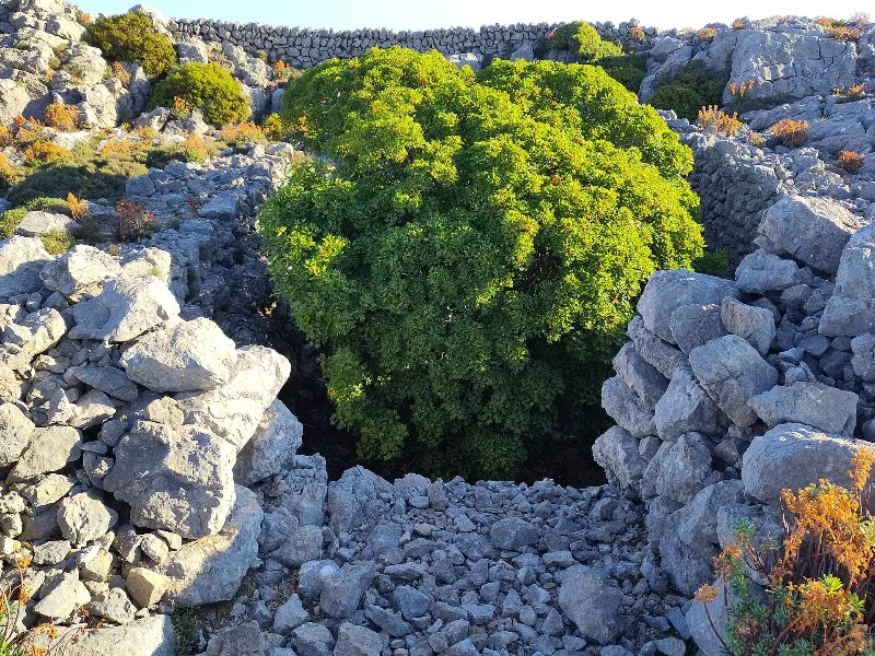 Font de s'Avenc