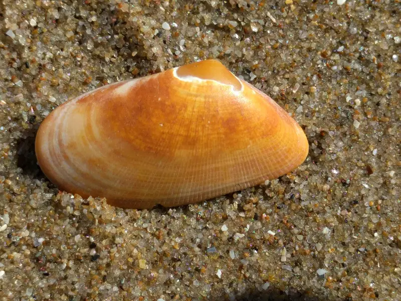 Naaktstrand Noordwijk