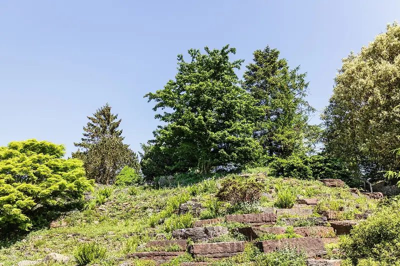 Rock Garden