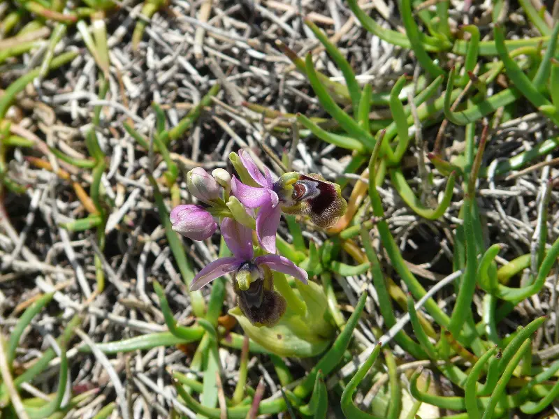Camp d'orquidees