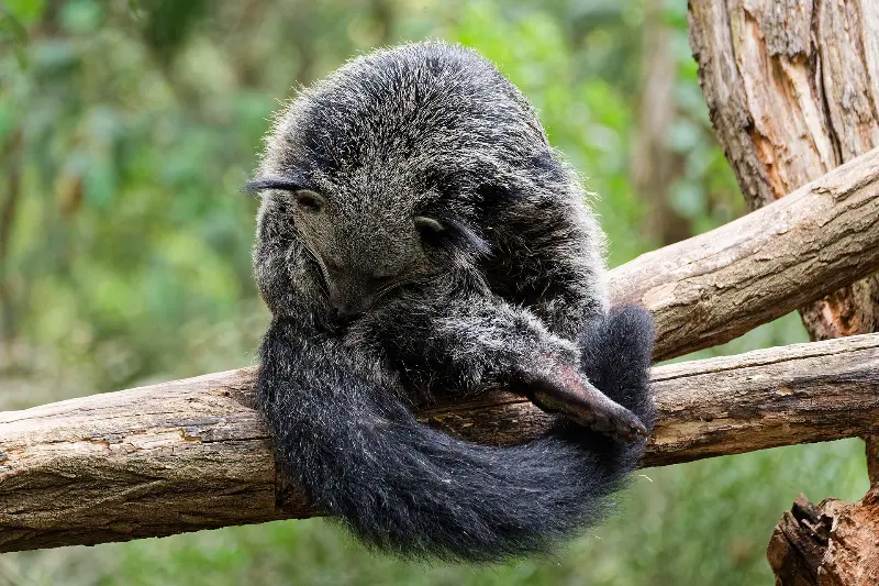 Binturong