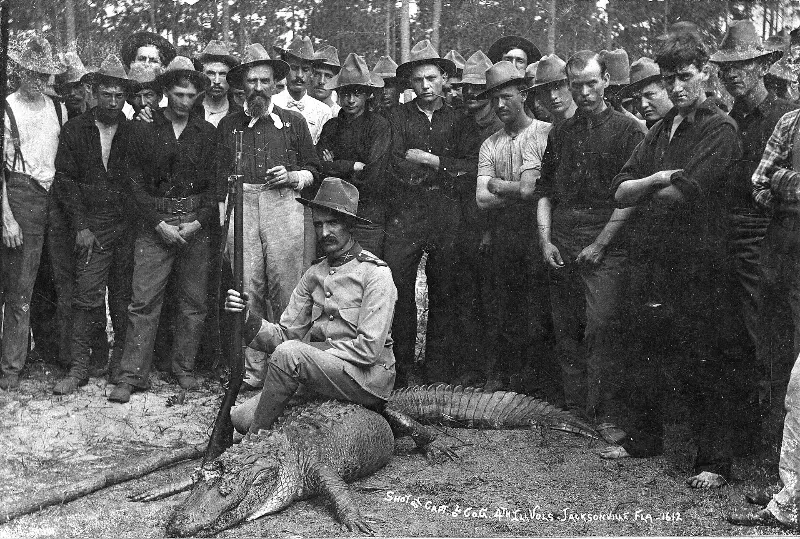 American Alligator