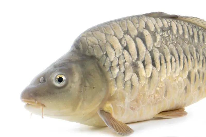 Carp common