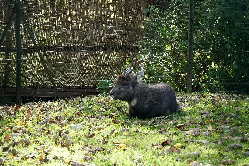 Chinese Goral