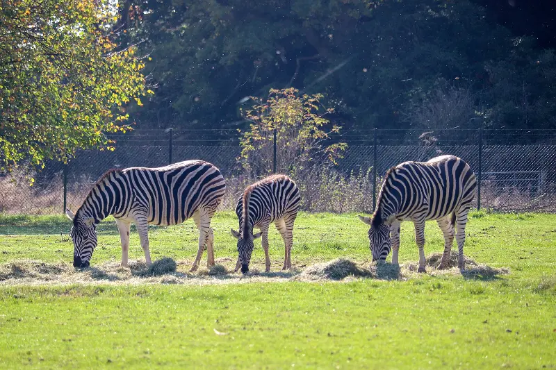 Chapman's zebra