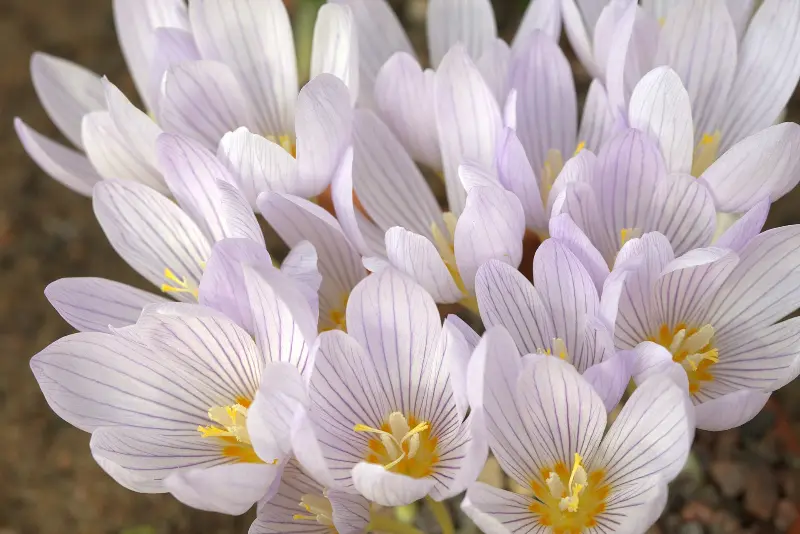 Crocus Ring