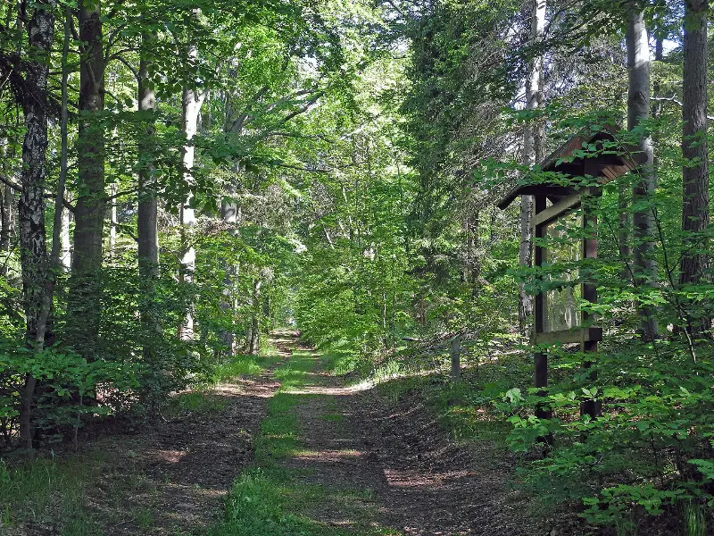 Bärenfels
