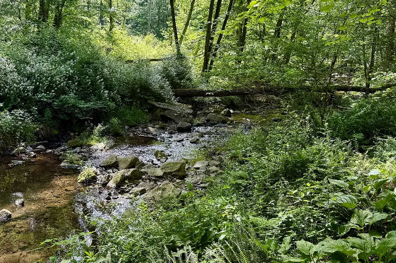 Brook Stone