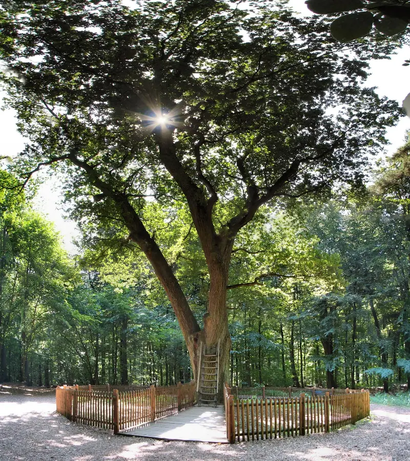 Bridegroom's Oak