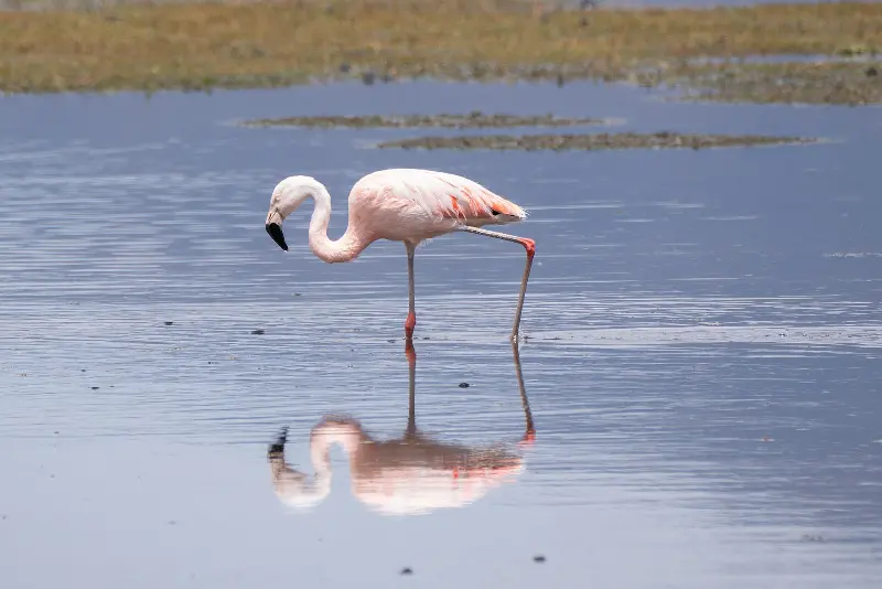 Chilean Flamingo