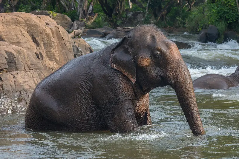 Asian elephant